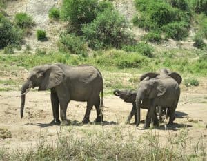 Life-Of-Doing-Tanzania-Tarangire-National-Park