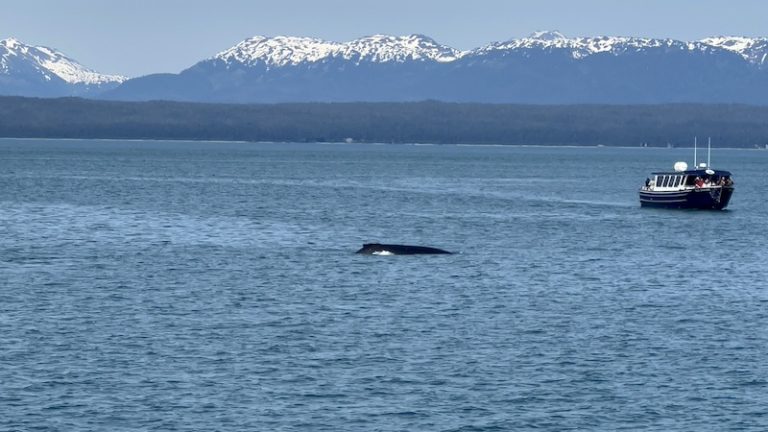 alaska whale watching tours